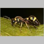 Eumenes sp - Pillenwespe 03b.jpg